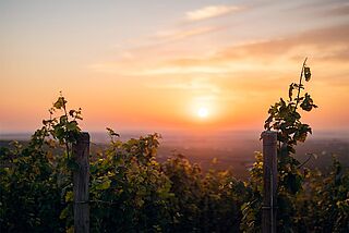 Weingut bei Sonnenuntergang