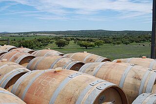 Weinfässer von Macanita