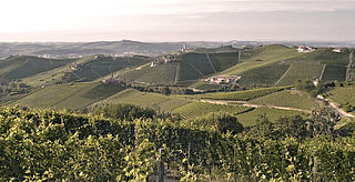 Landskabet i Barbaresco Landskabet i Barbaresco