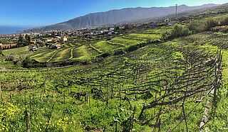Weinberge Suertes del Marques
