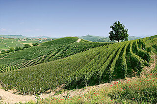 Paolo Scavinos vinmarker