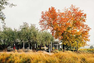 Oliven Ernte bei Bella Oaks