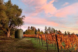 Weinfeld und Weintank des Weinguts Dunn Vineyards bei Sonnenuntergang Weinfeld und Weintank des Weinguts Dunn Vineyards bei Sonnenuntergang