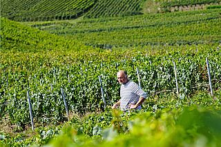 Weinberg von Georges Laval