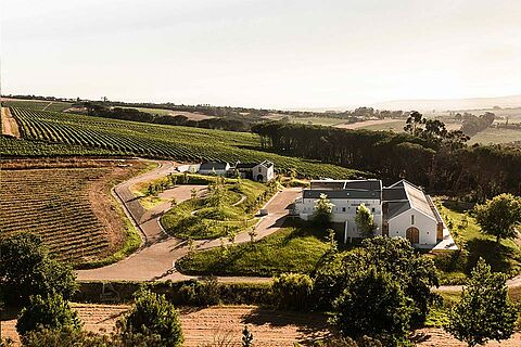 Weinfeld und Weinberge des Weinguts Taaibosch