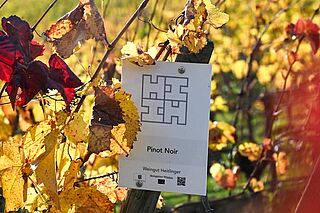 Weinreben Heitlinger zur Herbstzeit Weinreben Heitlinger