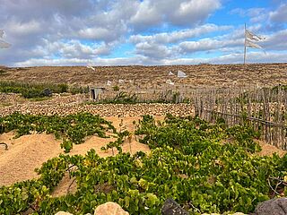 Blick über die Weinfelder