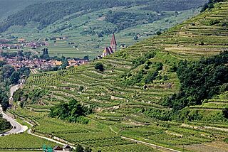 Weinberge Weinberge vom Weingut Prager Luftaufnahme