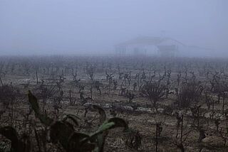 Bodegas Luis Perez, Nebel