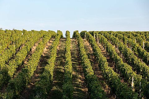 Bordeaux Cote de Castillon Weinfeld