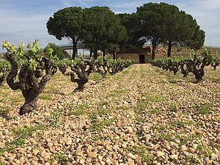 Vinmark med stenet jord i Manchuela