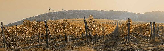 Bulgarien Weinlandschaft