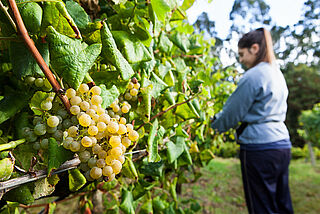 Trauben an einer Rebe