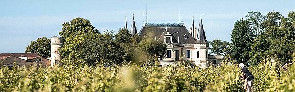 Weinfeld in Bordeaux bei blauem Himmel