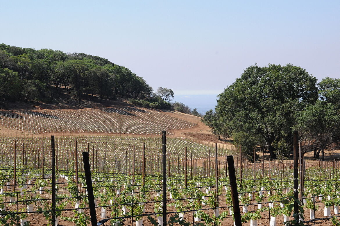 Kongsgaard Wein