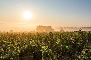 Raymond Usseglio Weinberge