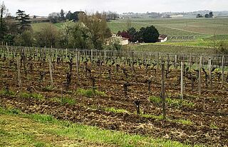 Vingård, Tertre de la Mouleyre vingård