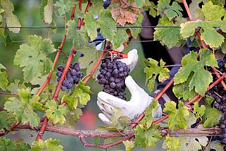 Nebbiolo-Trauben im Augenblick der Ernte