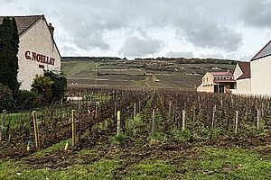 Domaine Noellat
