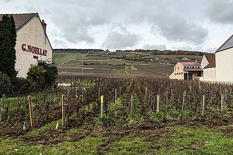 Domaine Noellat vingård