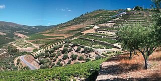 Weinberge bei Taylor's