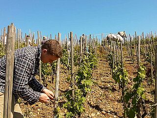 Handarbeit auf dem Weingut