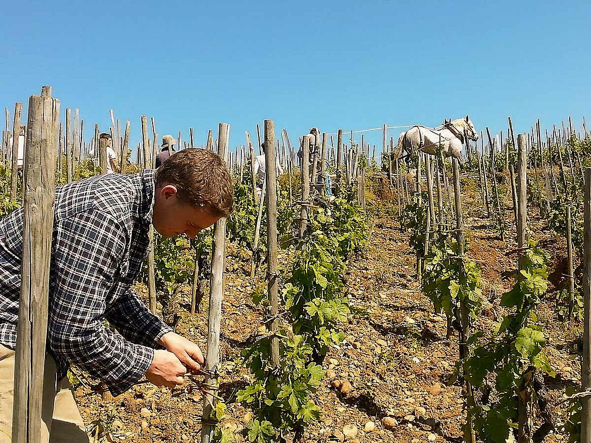 Handarbeit auf dem Weingut