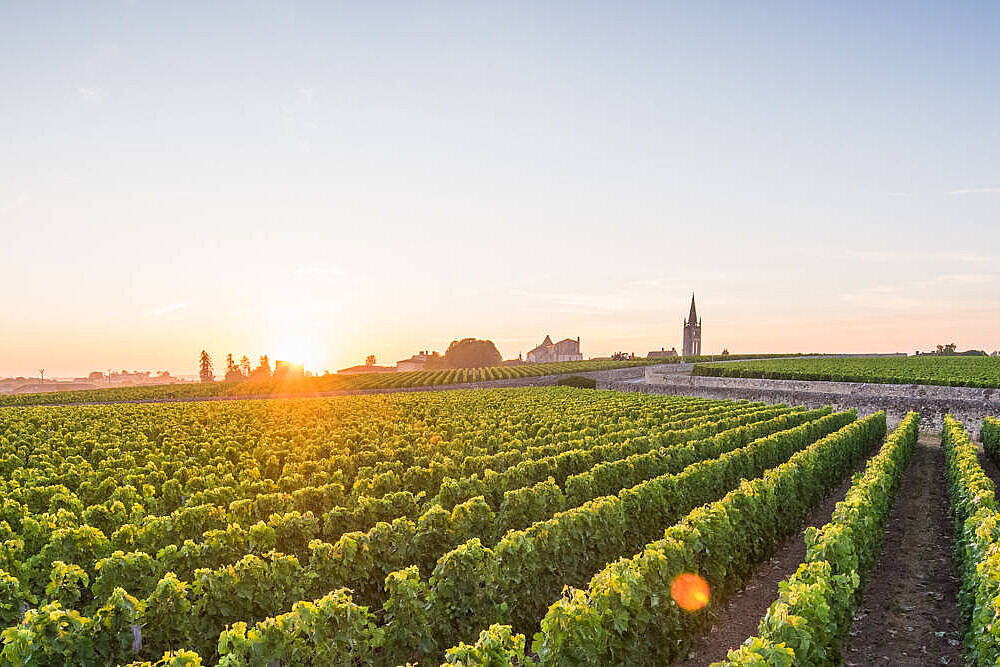 Weinberge in Bordeaux bei Sonnenuntergang