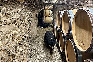 Weinkeller und Weinfässer der Domaine Noellat