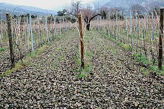 Weinfeld und Weinberge des Weinguts Bella-Colonna Weinfeld Bella-Colonna