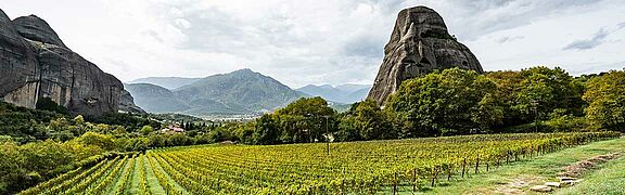 Weinfeld in Griechenland mit Bergen im Hintergrund