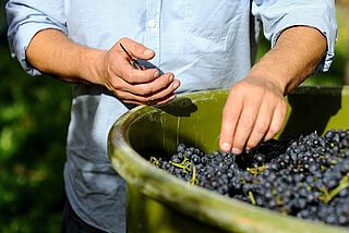 Mand høster rødvinsdruesorter