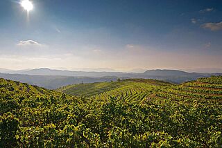 Weinfelder von Miguel Torres Weinfelder von Miguel Torres