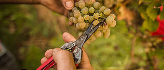 Riesling Trauben Wein