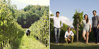 Erntearbeiter auf einem Weinfeld