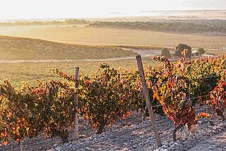 Die Weinberge kurz vor der Lese