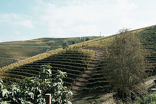 Weinberge Valfaccenda