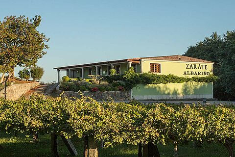Weinfelder am Weingut Zarate