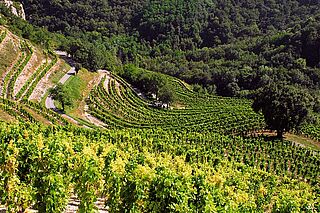 Auguste Clape vingård