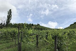 Weinberge von Werlitsch