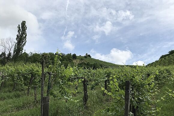 Weinberge von Werlitsch