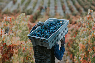 Weingut in Spanien
