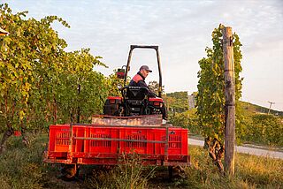 Lese in den Weinberge von Angelo Gaja