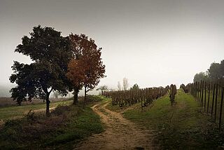 Weinberge von Raventos i Blanc