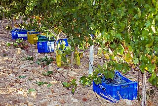 Weinfeld und Kästen mit Weintrauben bei El Angosto