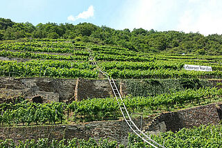 Weinfelder an der Mosel