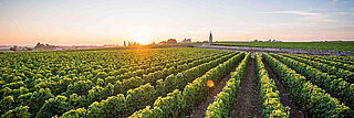 Weingut in Frankreich