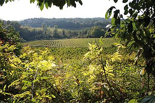 Weinberg von Fongaban Weinberg von Fongaban