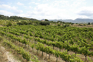 Weinberge von Venus la Universal
