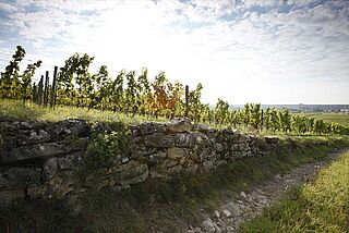 Bei Wittmann im Weinberg